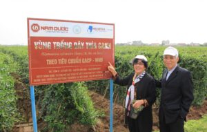 Vùng trồng dây thìa canh chuẩn GACP-WHO của Diabetna tại tỉnh Ninh Bình (mới).